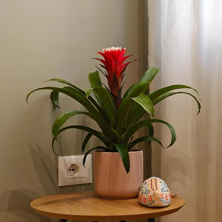 아파트호텔 Rroji Urban Heritage *