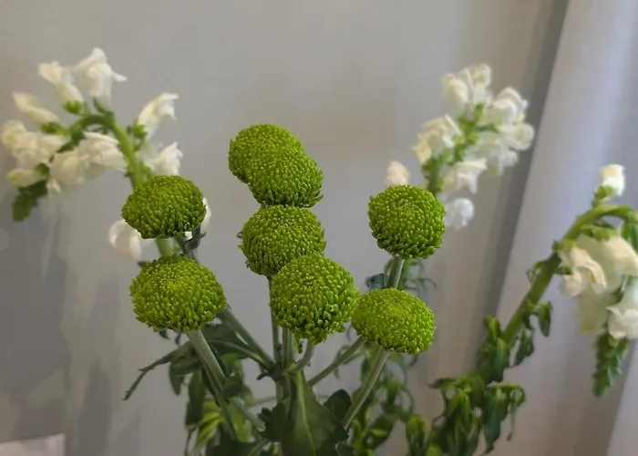 Hotel apartamentowy Rroji Urban Heritage Szkodra